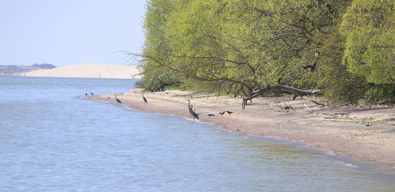 Куршская коса
