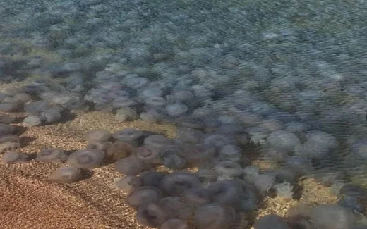 🐙 У побережья Керчи заметили нашествие медуз — море превратилось в «живой кисель»